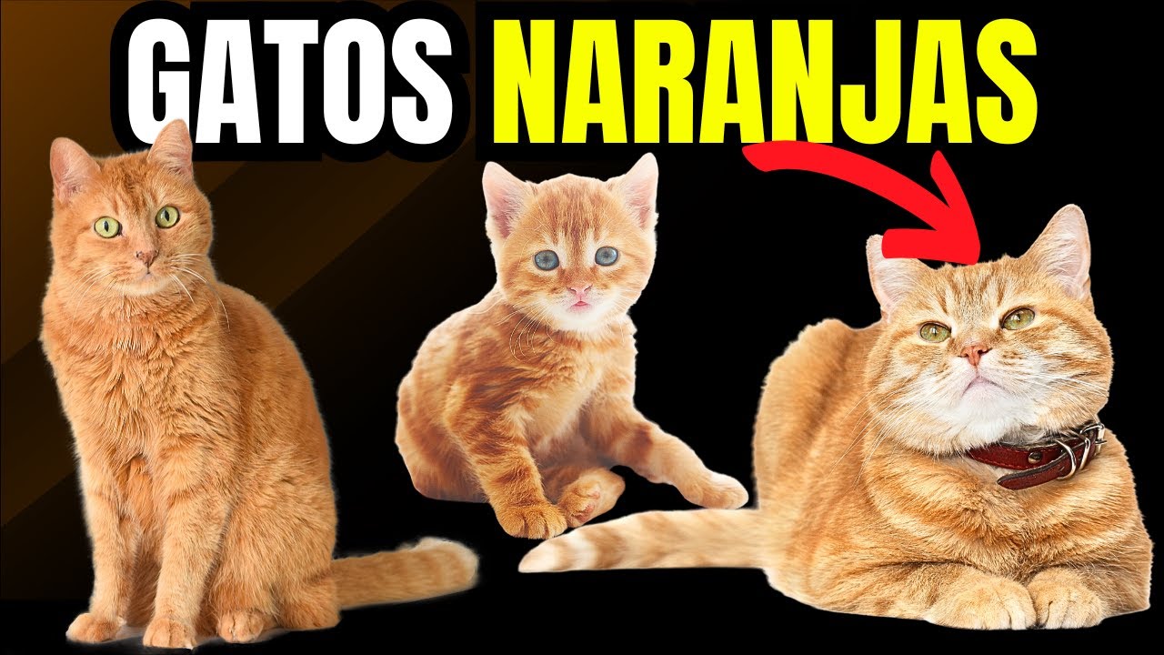 Por Qué los Gatos Naranjas Son los Más AMIGABLES del Mundo?