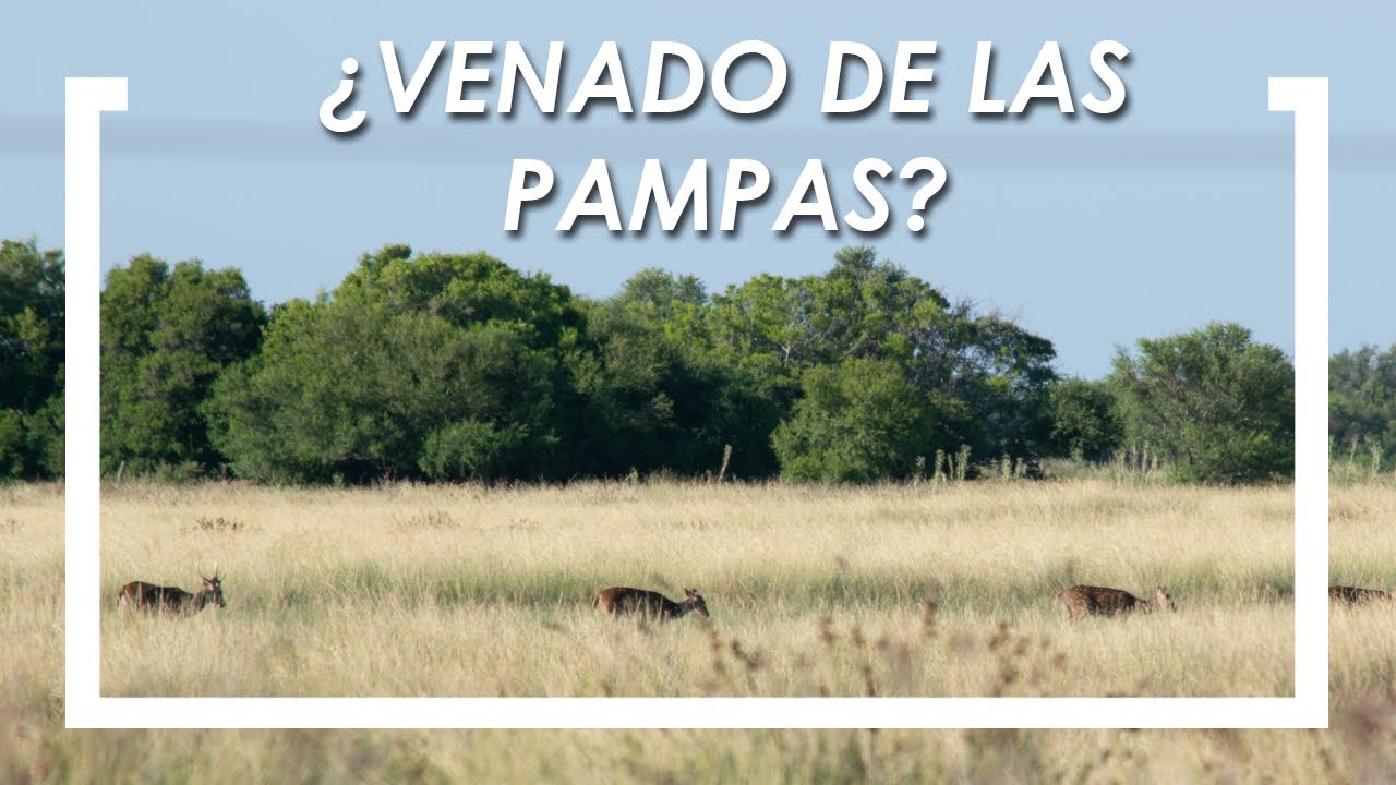 🦌🦌 Misión 2021 = VENADO DE LAS PAMPAS - Buscando Fauna en General Lavalle 🦌🦌