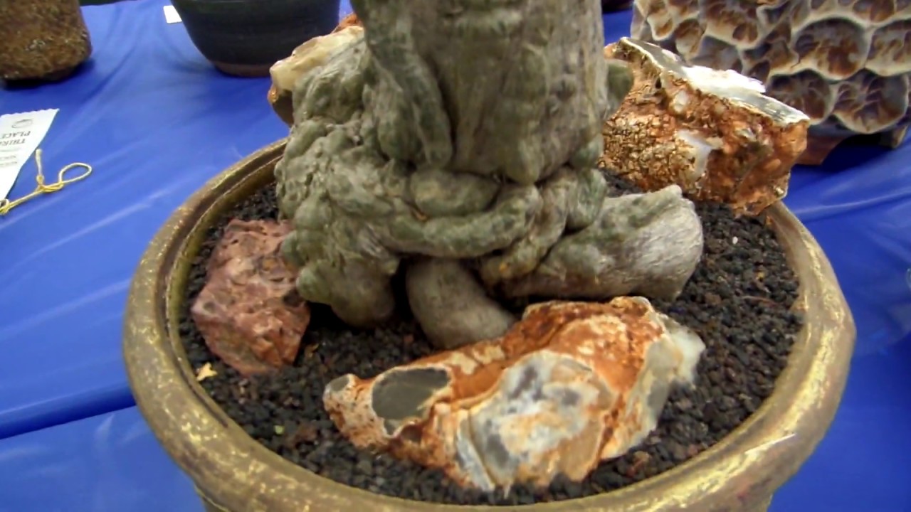 San Diego Cactus & Succulent Society Summer Show 2019 Pt. 5/6