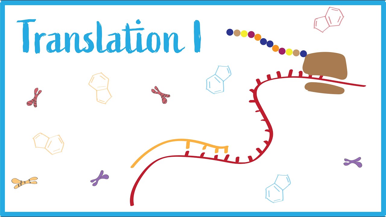 Translation I: tRNAs, Ribosomes, Codons, & Translation Factors
