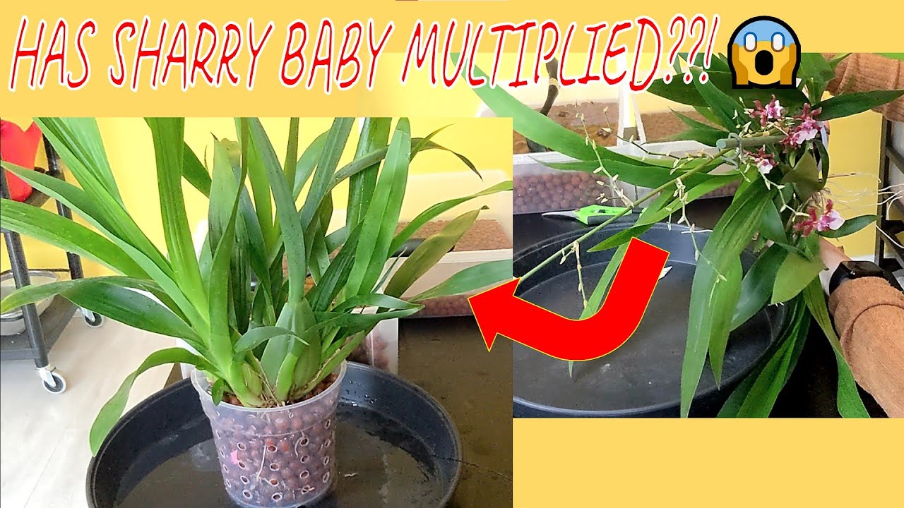 Oncidium Sharry Baby repot | Transition an orchid from bark to leca