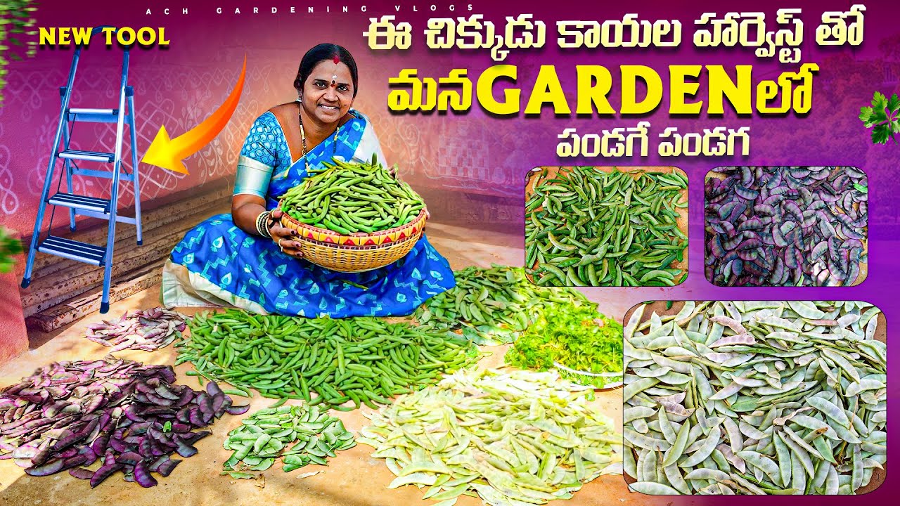 చిక్కుడుకాయలు ఎంత కోసిన తరగట్లేదు|New Product in our garden #gardening #trending