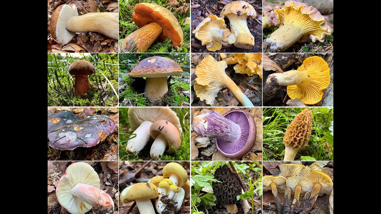 Die besten Speisepilze der letzten 365 Tage | Essbare Pilze im Zeitraum 07.2020 - 07.2021