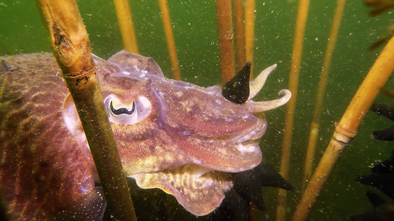 Sepia gespot in de Oosterschelde