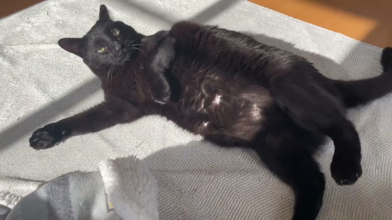 猫も人間もごろごろするのは大事な時間だね