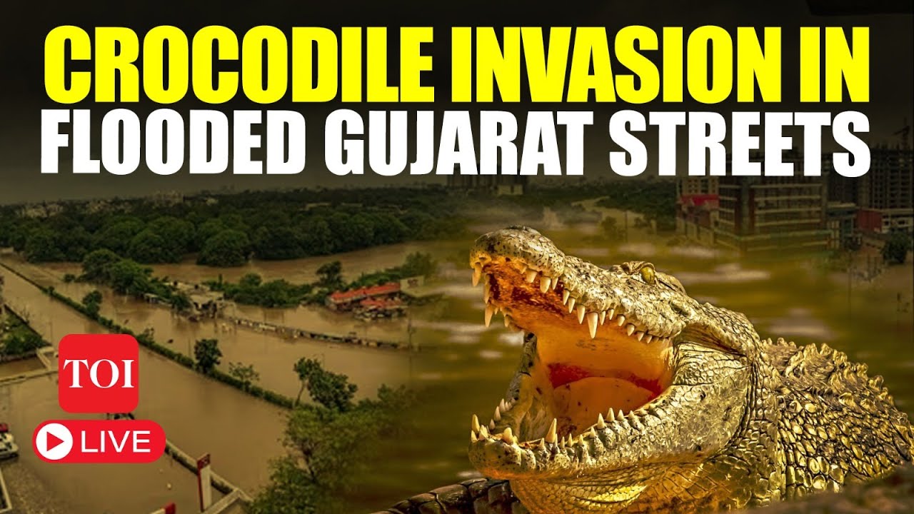 LIVE | Gujarat Flood Fury: Crocodiles, Death, Destruction On Streets | Vadodara Floods 2024