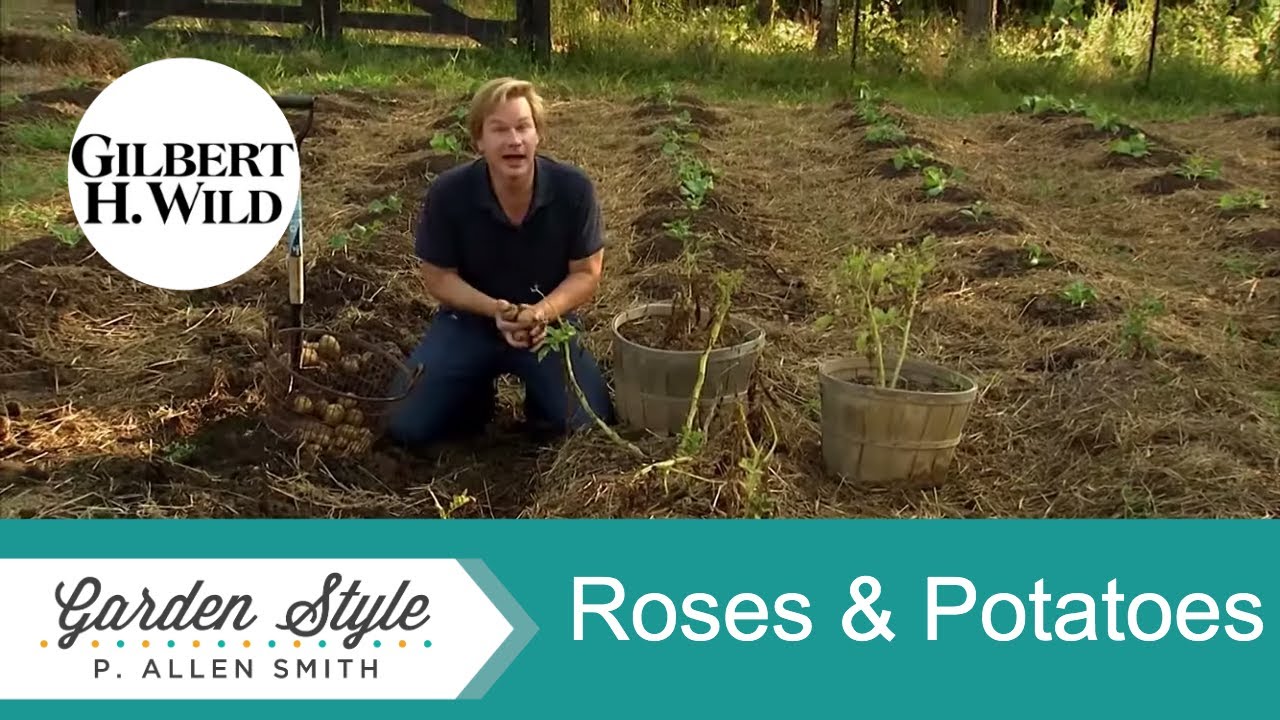 Ideas for Planting Roses & Potatoes | Garden Style (1217)