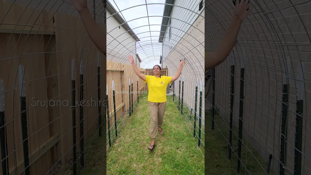 26/100 creepers Trellis Installation for my garden #gardenmaking #trellis
