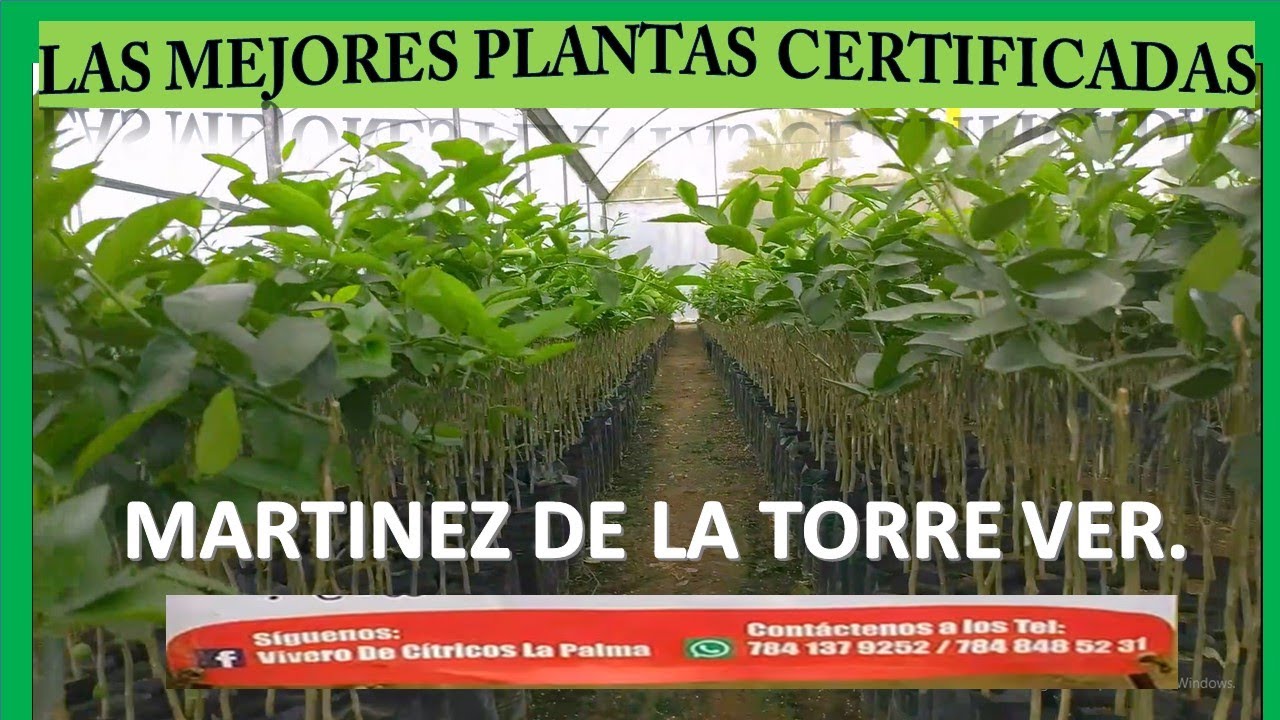 ASI ES  EL INICIO DEL LIMÓN PERSA EN MARTINEZ DE LA TORRE VER. CAPITAL MUNDIAL DE LOS CITRICOS .