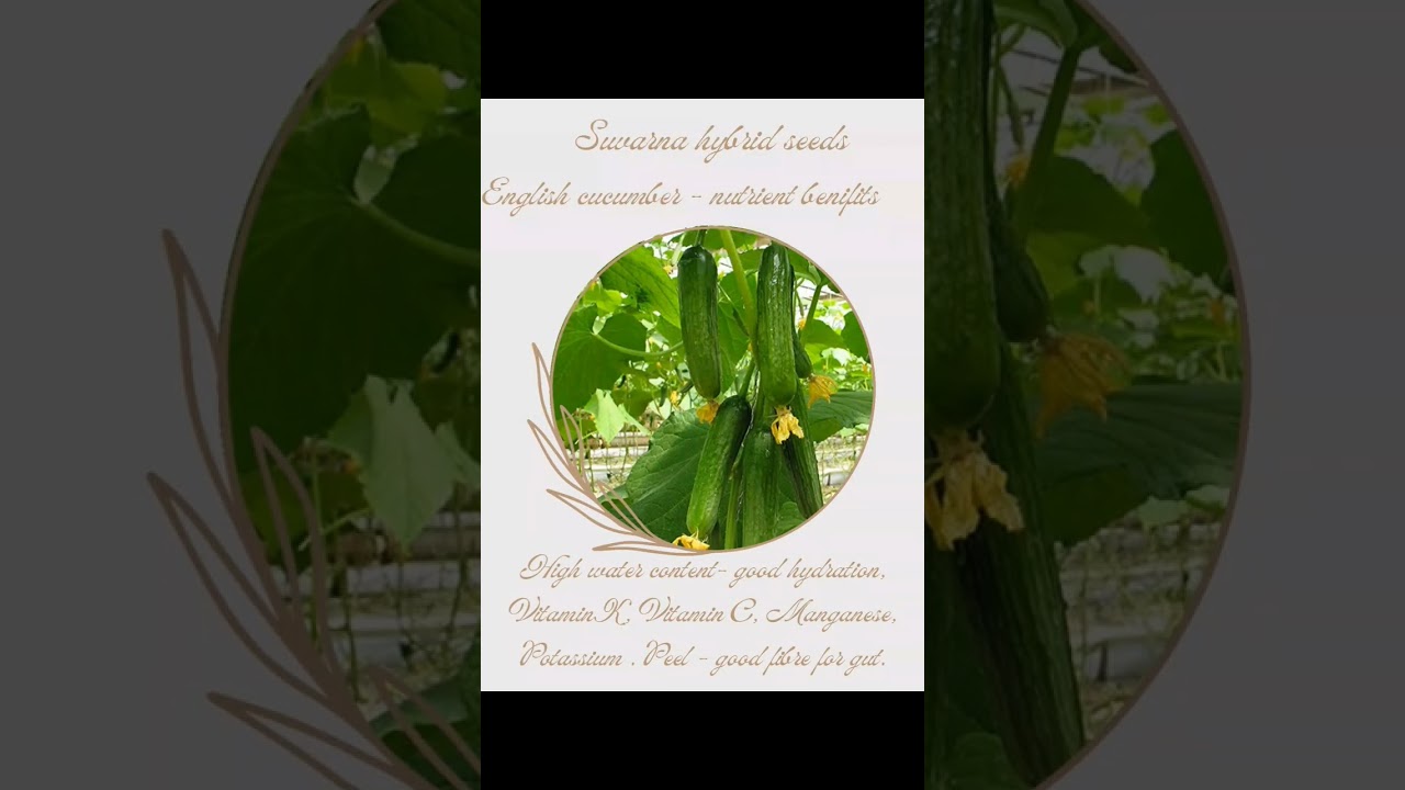 What are the nutrition benifts of English cucumber. #seedsonline #vegetableseeds