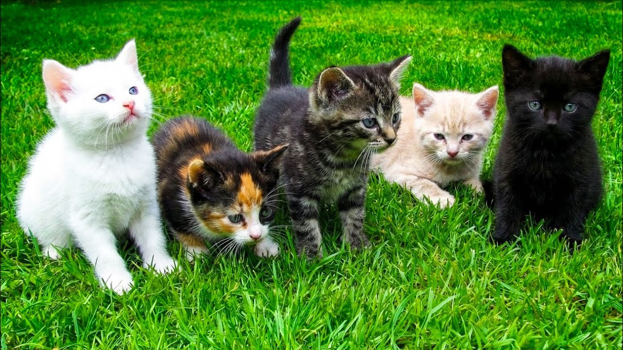 Cute kittens nursing from their mother - Cat sounds - Cat videos