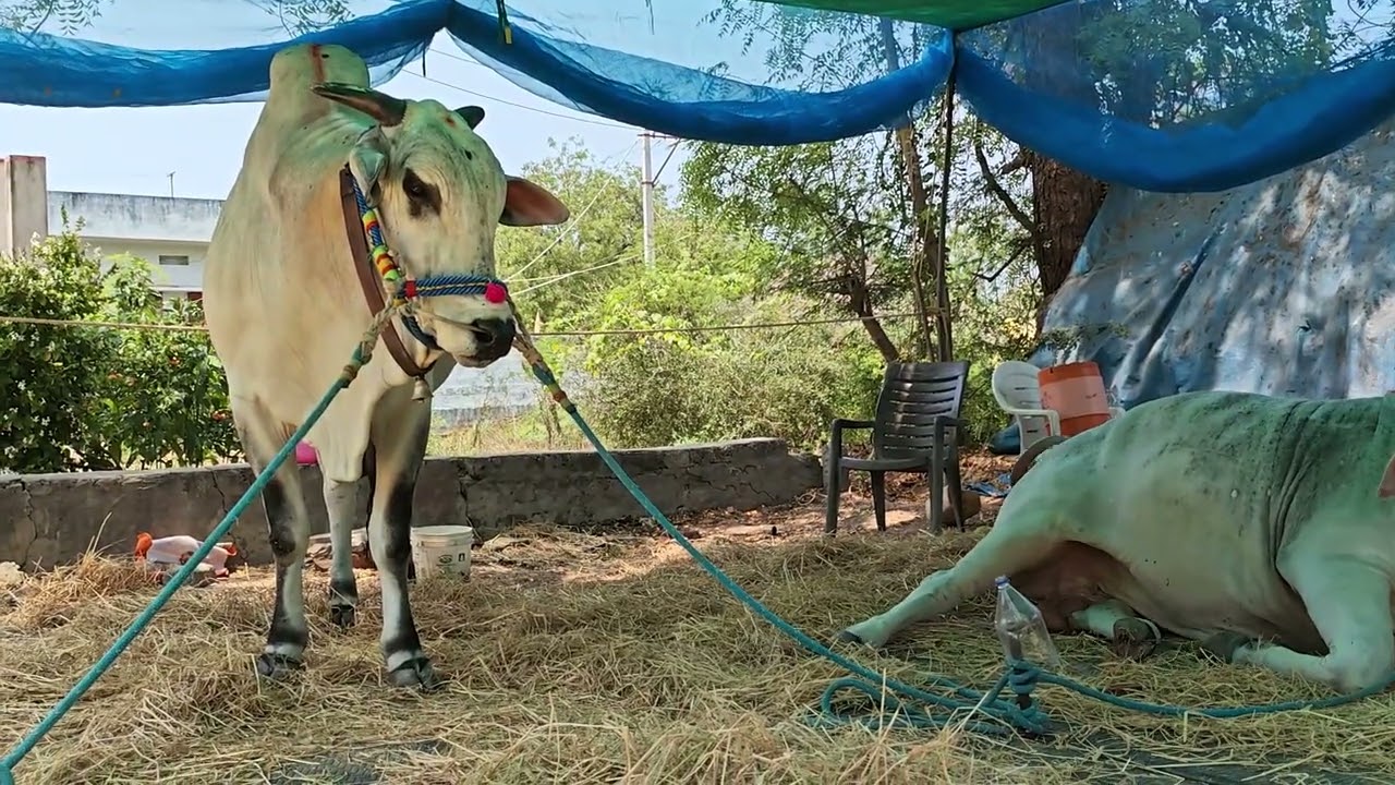 ఆకుల గణపవరం సీనియర్స్ వచ్చిన జత SSR BULLS (JR గాండీవం 💥 వీరనరసింహరెడ్డి) హుజూర్నగర్ గ్రామం 
