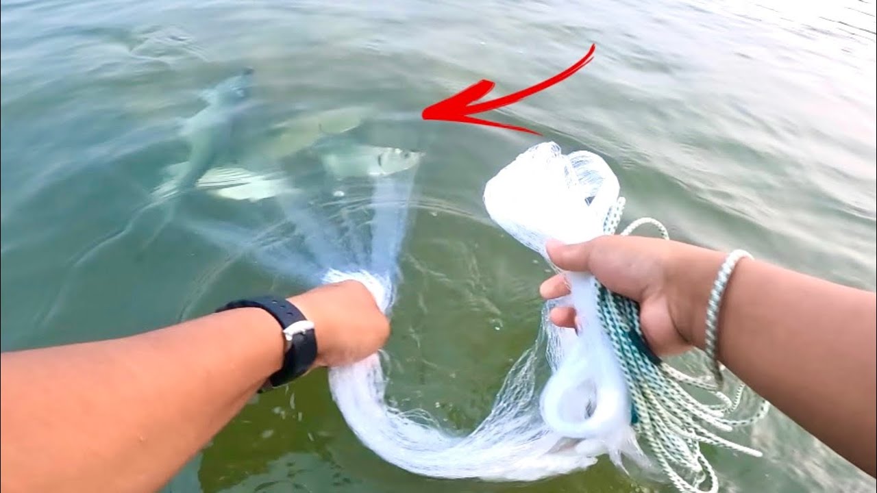 🇲🇾Ternampak Kawanan Ikan Bulan Bersaiz Mega!Mujur Tak Pecah Jala | Traditional Cast Net Fishing