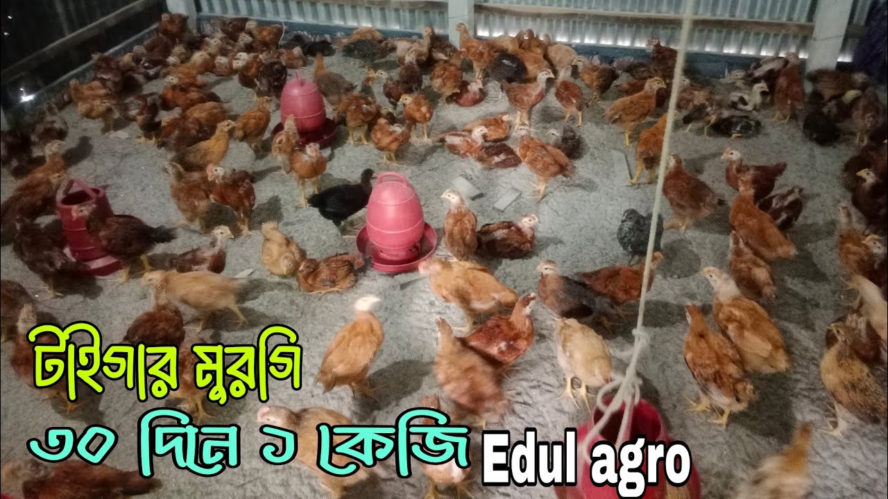আলহামদুলিল্লাহ ৩০ দিনে আমার টাইগার  মুরগী ১ কেজি