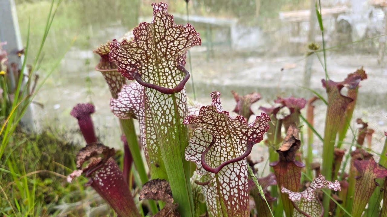 DIA DEPOIS DAS FEIRAS | VEJA ALGUMAS PLANTAS