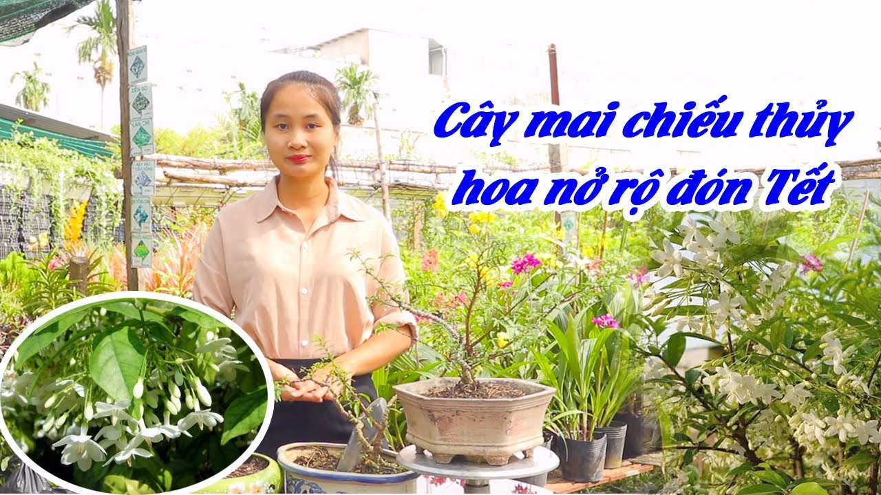 Cách Để Cây Mai Chiếu Thủy Nở Rộ Hoa Vào Dịp Tết