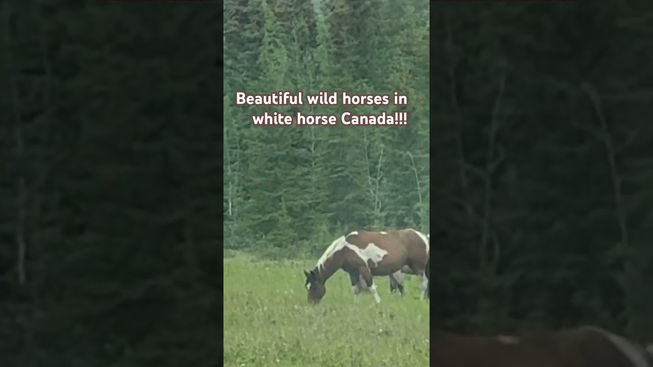 Beautiful wild horses in white horse Canada!!!