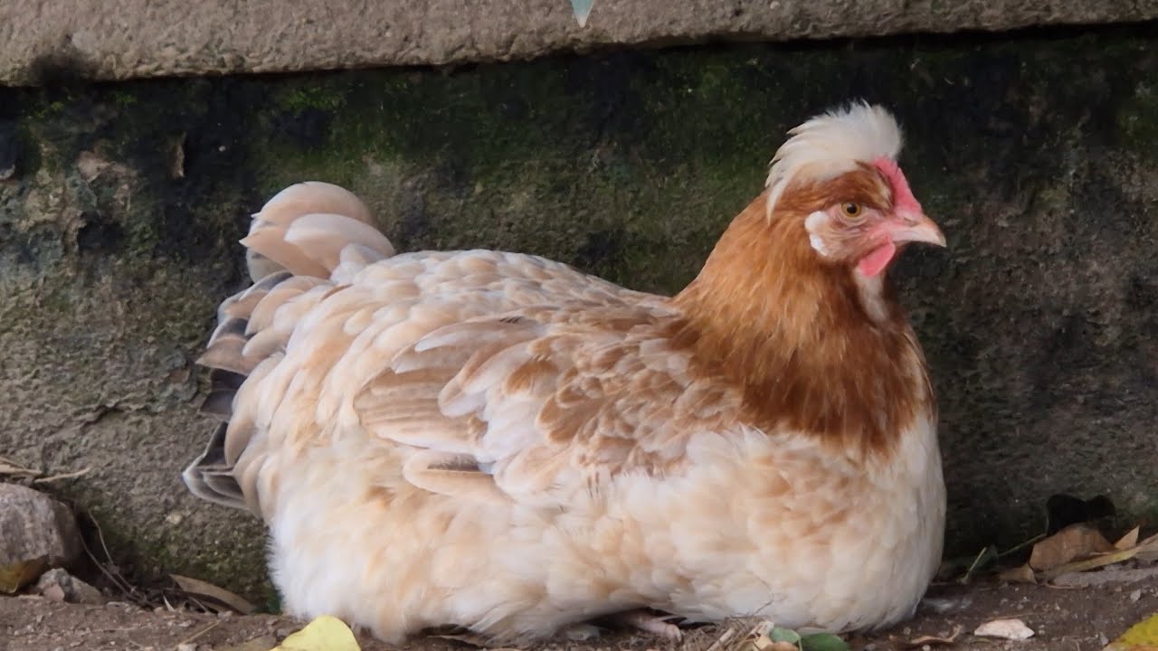 Sulmtaler Chicken Sulmtaler Huhn#austria #heritagebreed
