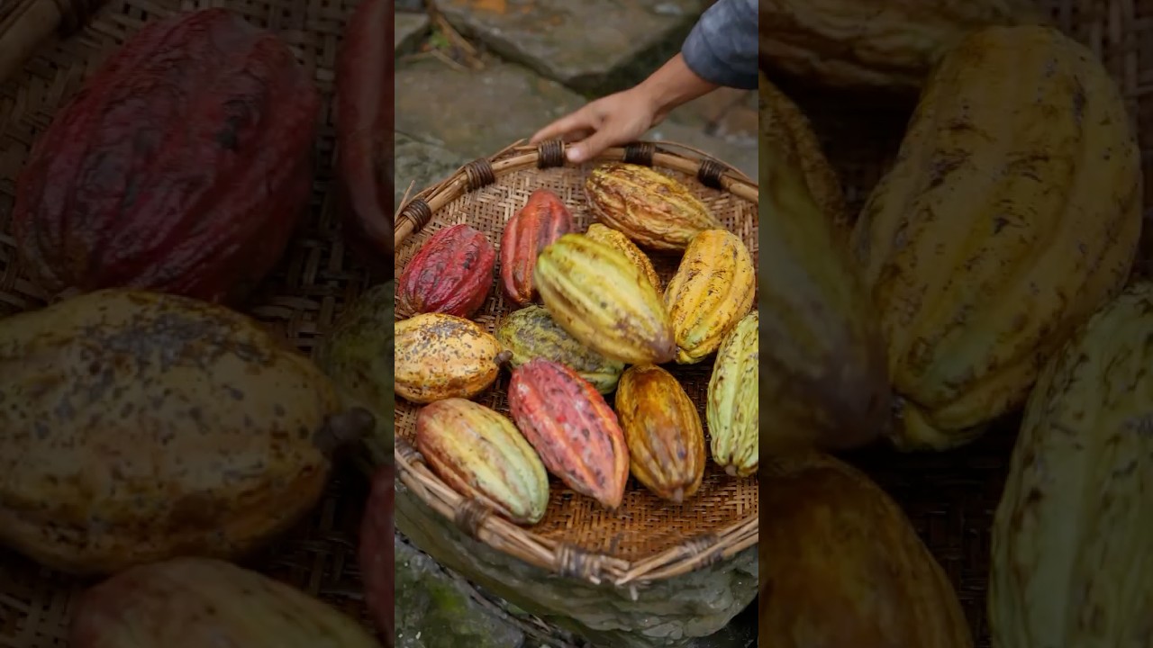 From Cacao to Chocolate | A Journey of Nature and Craftsmanship