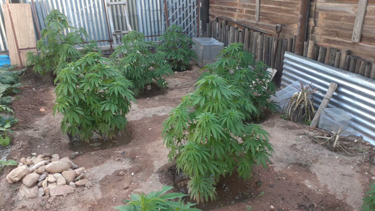 Outdoor early veg growth update 2021 BlueCheese and PurplePeanutButter grow