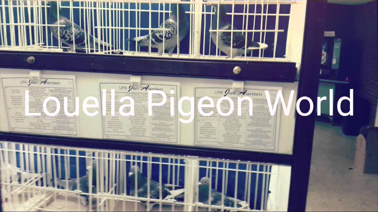 Gołębie Pocztowe w UK 2016. Louella Pigeon World