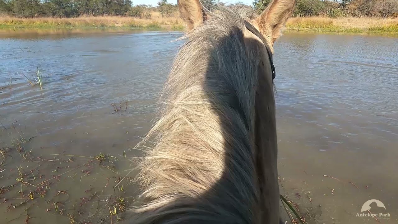 Volunteer Horse Swims: Antelope Park, Zimbabwe