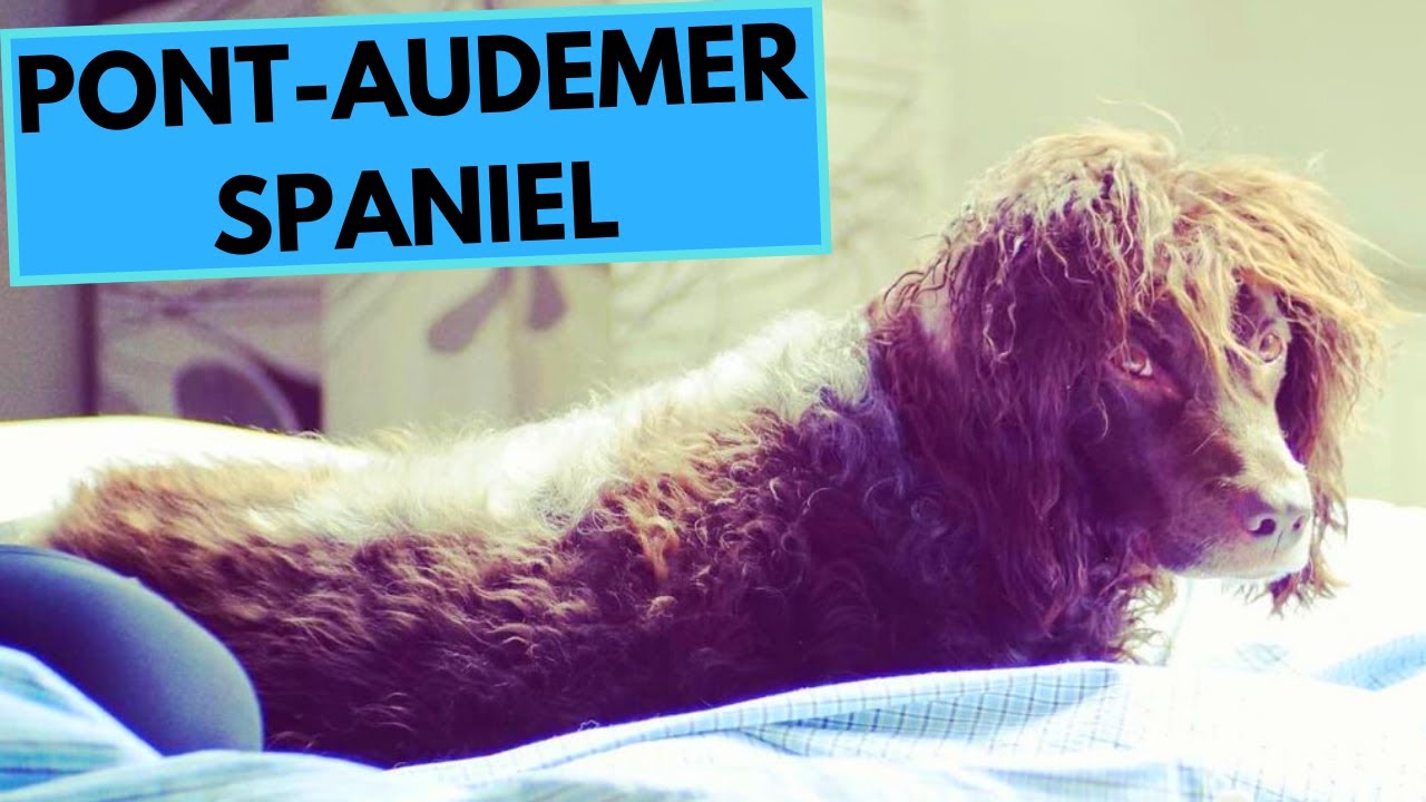 Pont-Audemer Spaniel - TOP 10 Interesting Facts