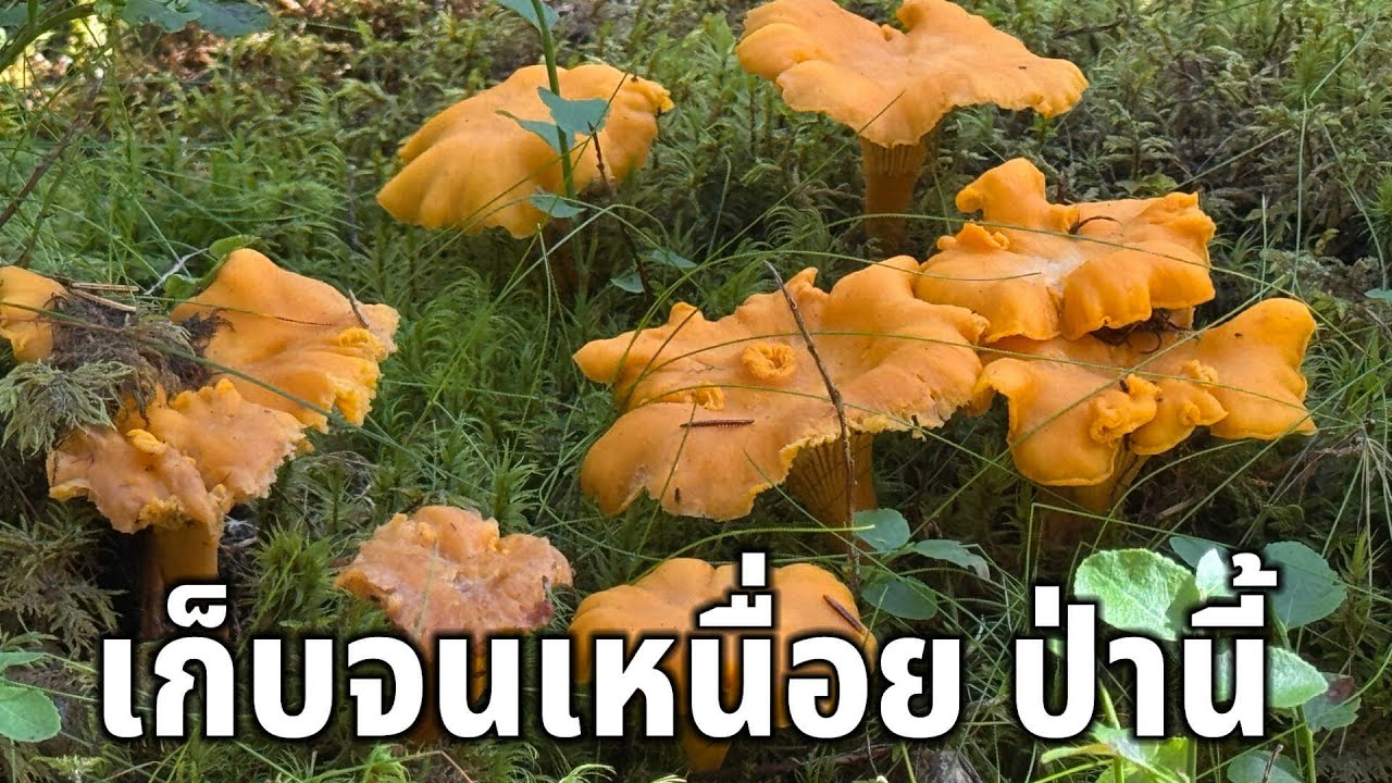 Ep.9เก็บเห็ดมันปู สร้างรายได้ 11/8/25