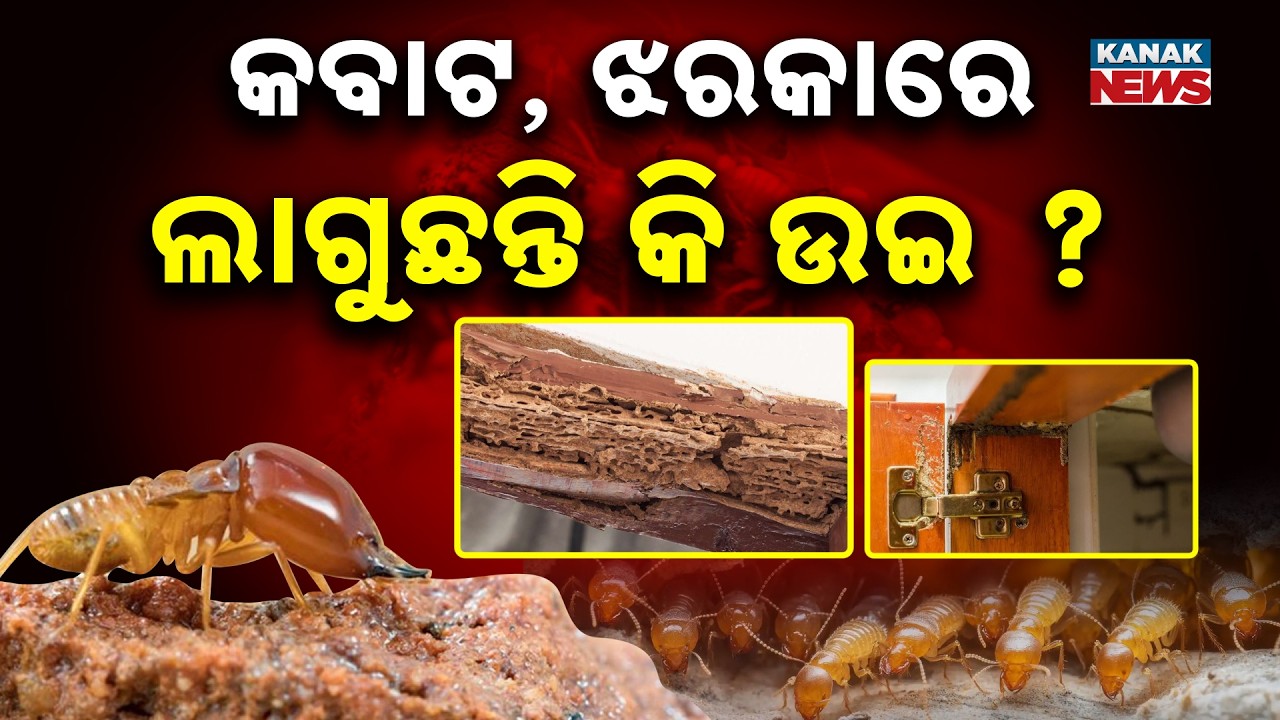 କବାଟ, ଝରକାରେ ଲାଗୁଛନ୍ତି କି ଉଇ ? How to Kill Termites at Home Naturally?