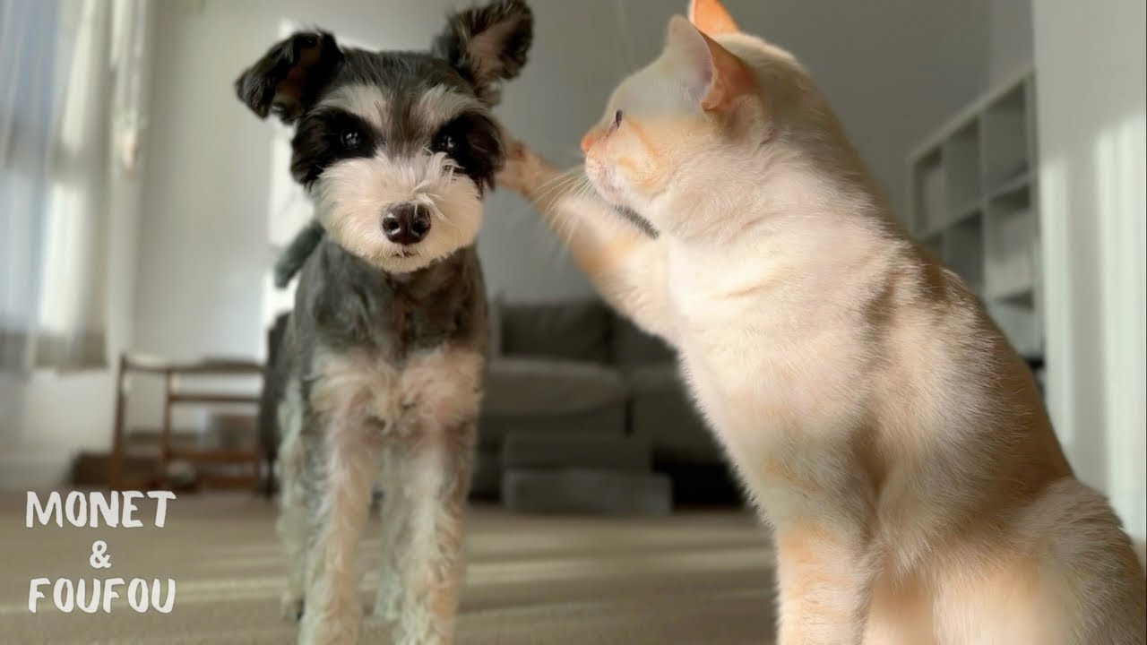 弟猫にNO！と言った犬…理由があまりに優しかった
