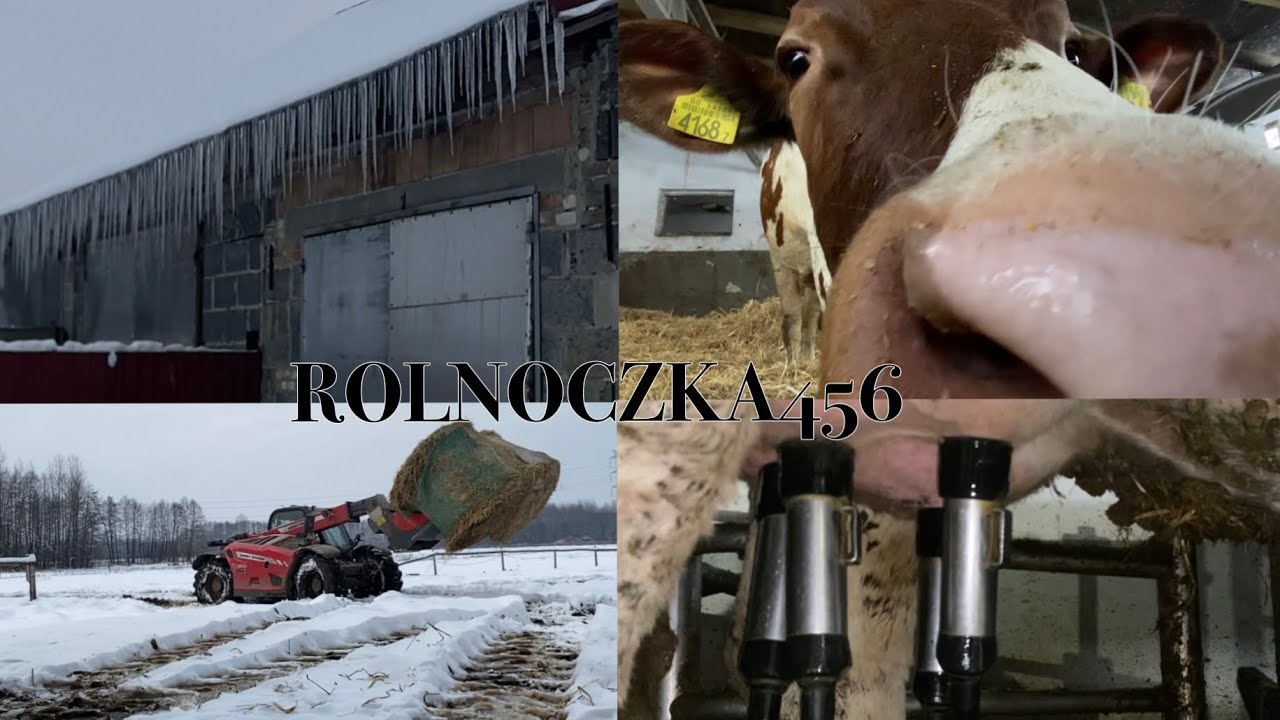 Zimowa codzienność w oborze | ferie na Podkarpaciu ⭐️
