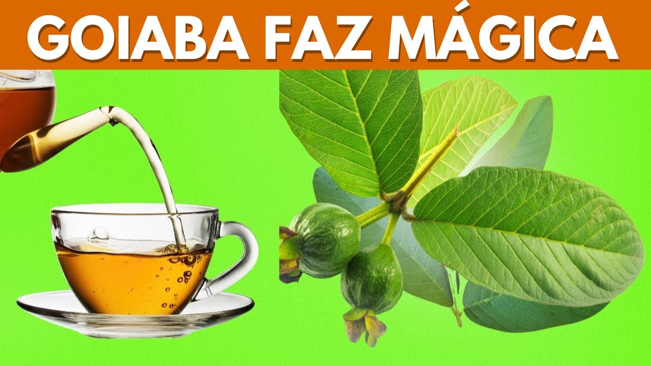 Benef&iacute;cios incr&iacute;veis das folhas de goiaba | 11 raz&otilde;es para beber