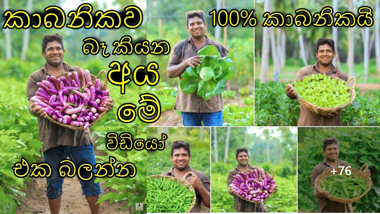 කාබනික වගාව 100 %ක්ම කාබනිකයි Organic farming is 100% organic kabanika wagawa 100% kabanikawa