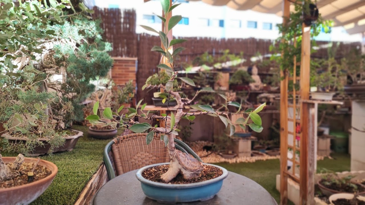 Ficus del IKEA - Segundo Pinzado y Alambrado (04/09/2022)