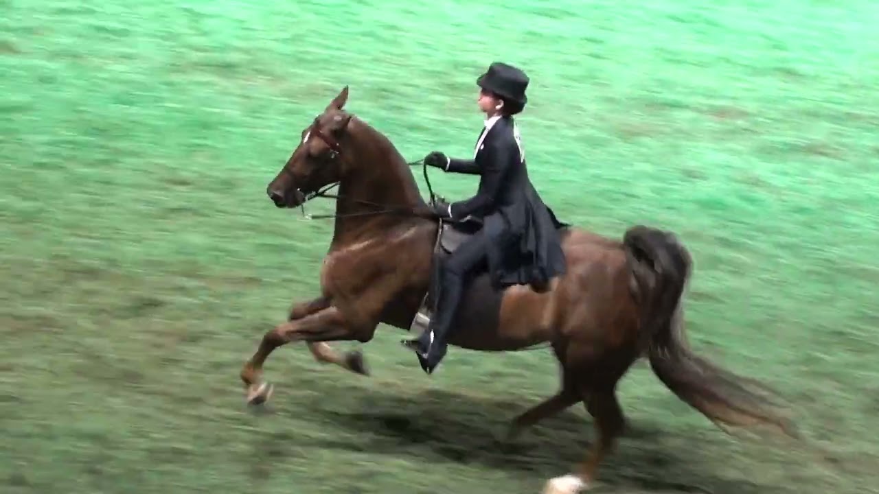 World's Championship Horse Show - 2023