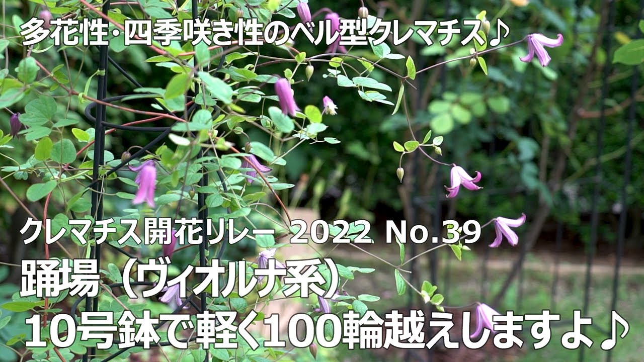 【クレマチス開花リレー 2022 No.39】 踊場（ヴィオルナ系）