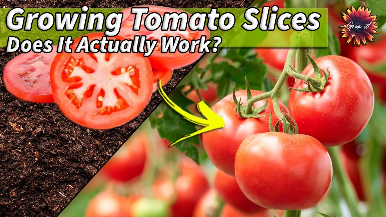 Growing Tomato Plants From Sliced Tomatoes // Will They Grow?