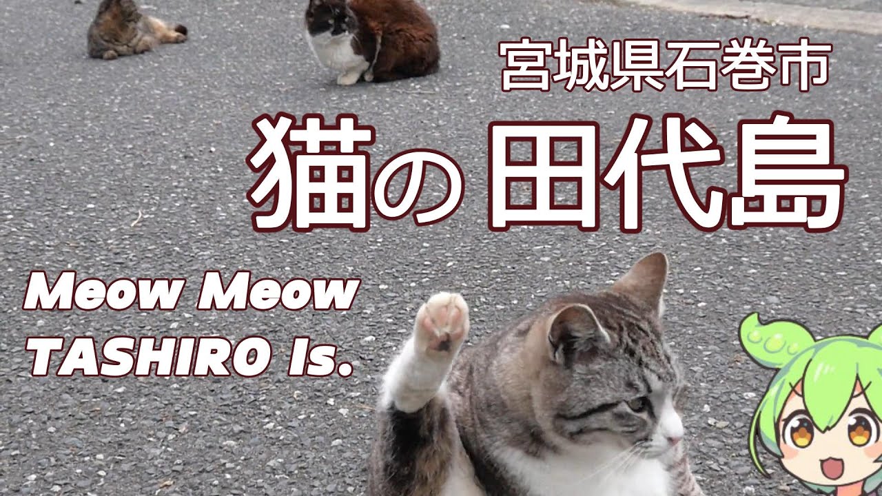 猫の田代島！MeowMeow TASHIRO Island