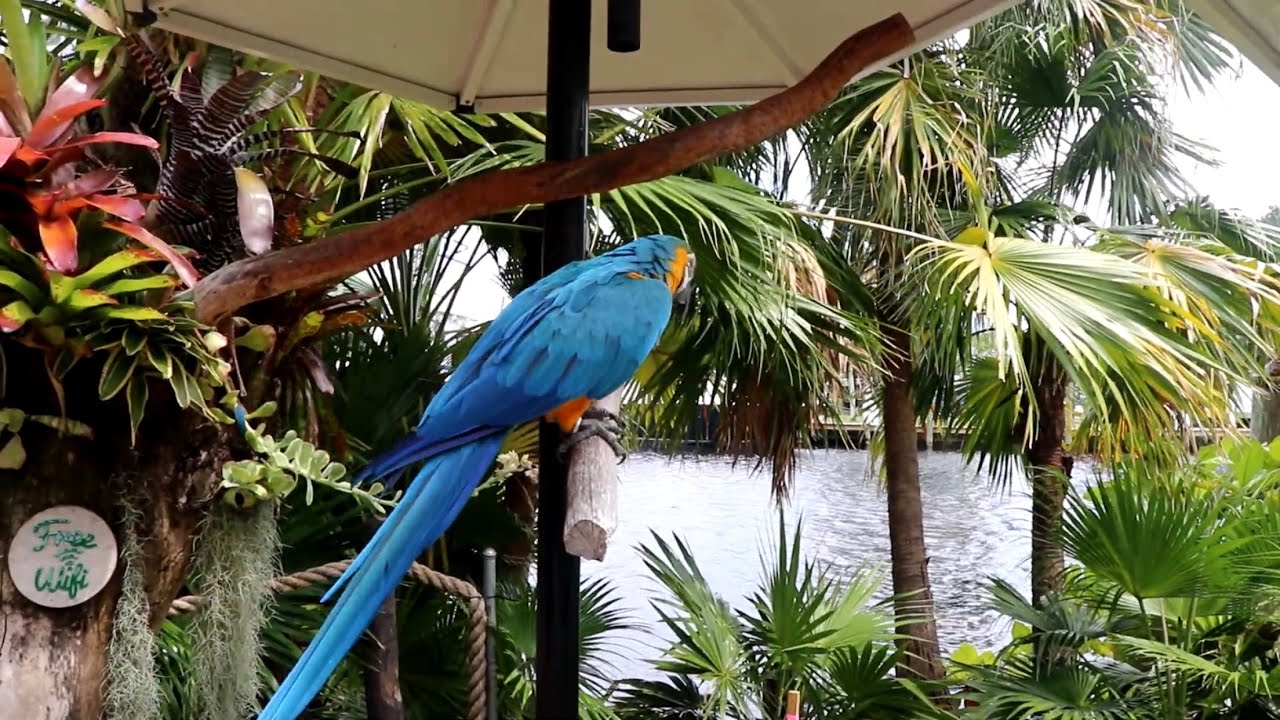 canon 90D 4K  ultra HD video test