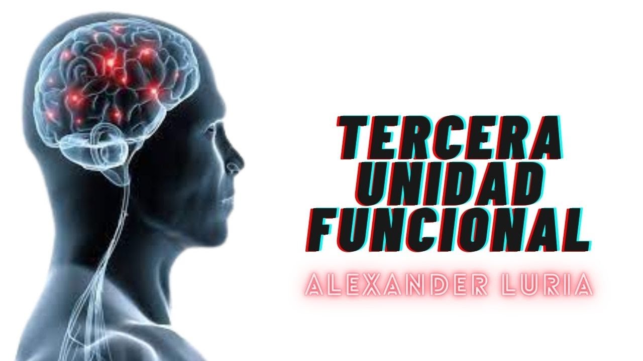 Tercera Unidad Funcional de Luria: modelo de organización cerebral
