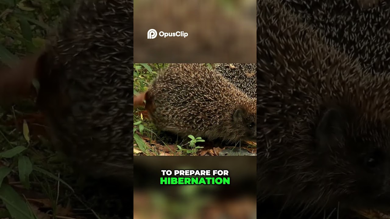 Hedgehogs vs. Winter: How Hedgehogs Survive Winter&rsquo;s Cold ❄️🦔