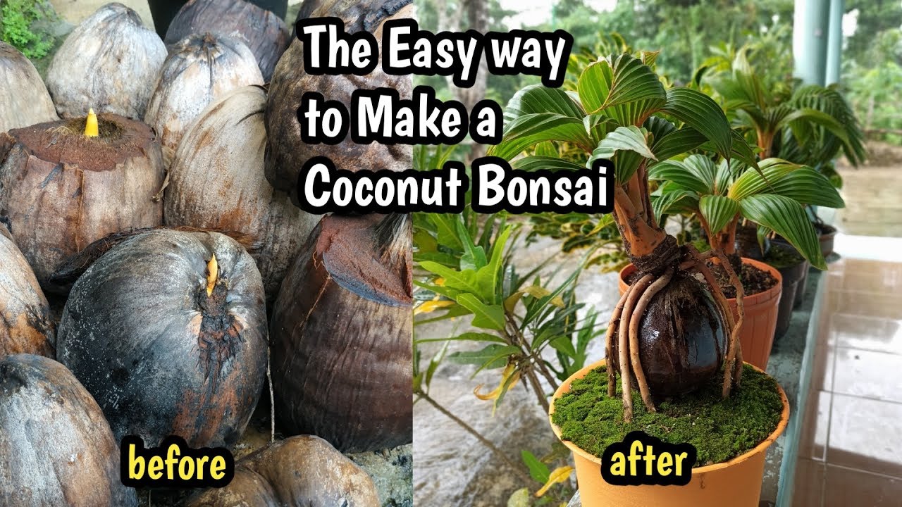 THE  EASY WAY TO MAKE A COCONUT BONSAI