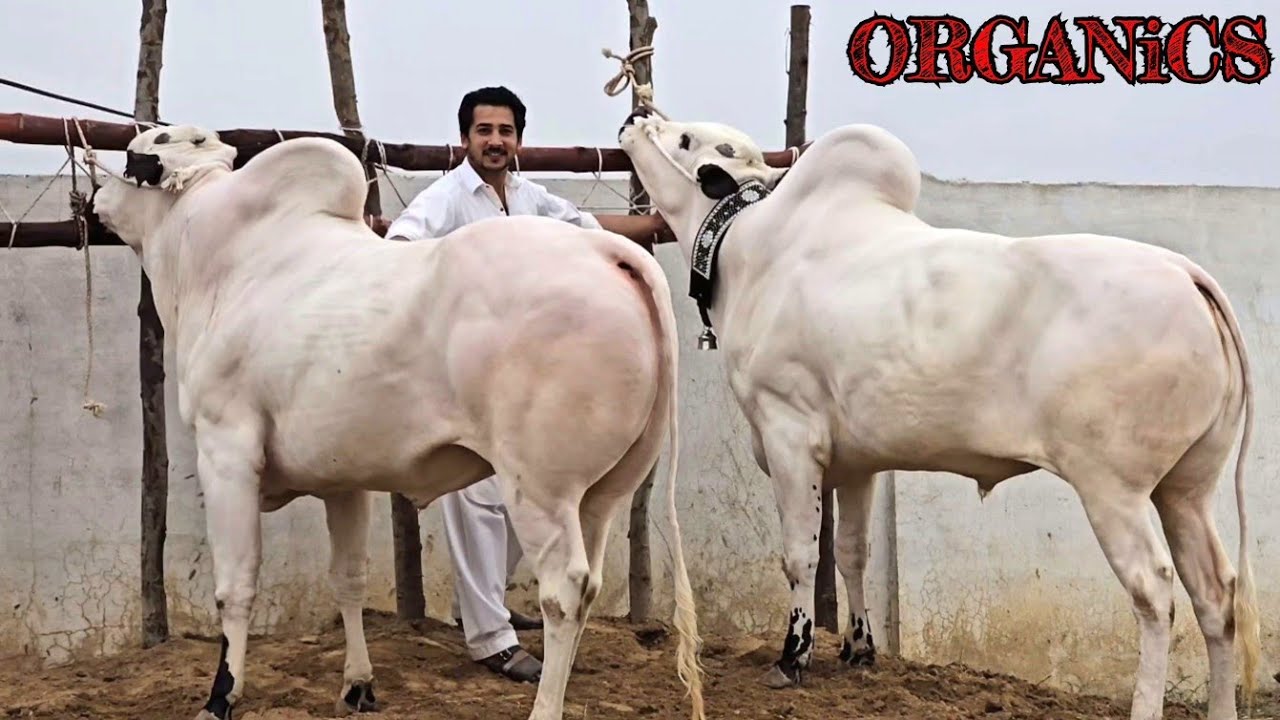 Ahmed Cattle Farm - Dangerous Bulls - Fateh Jang Bulls 2024 - Cow Mandi 2024 -Bakra Mandi 2024