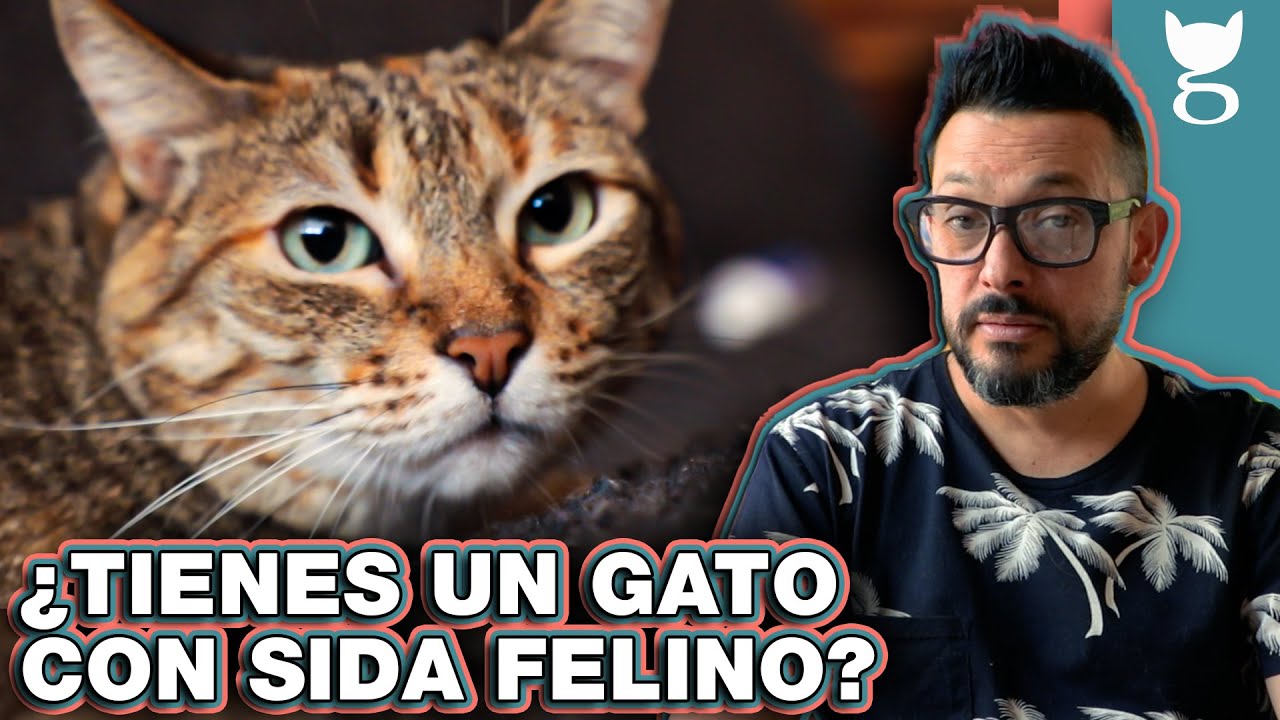 ¿PUEDO TENER UN GATO CON SIDA FELINO? 😺 LA GATERÍA TV