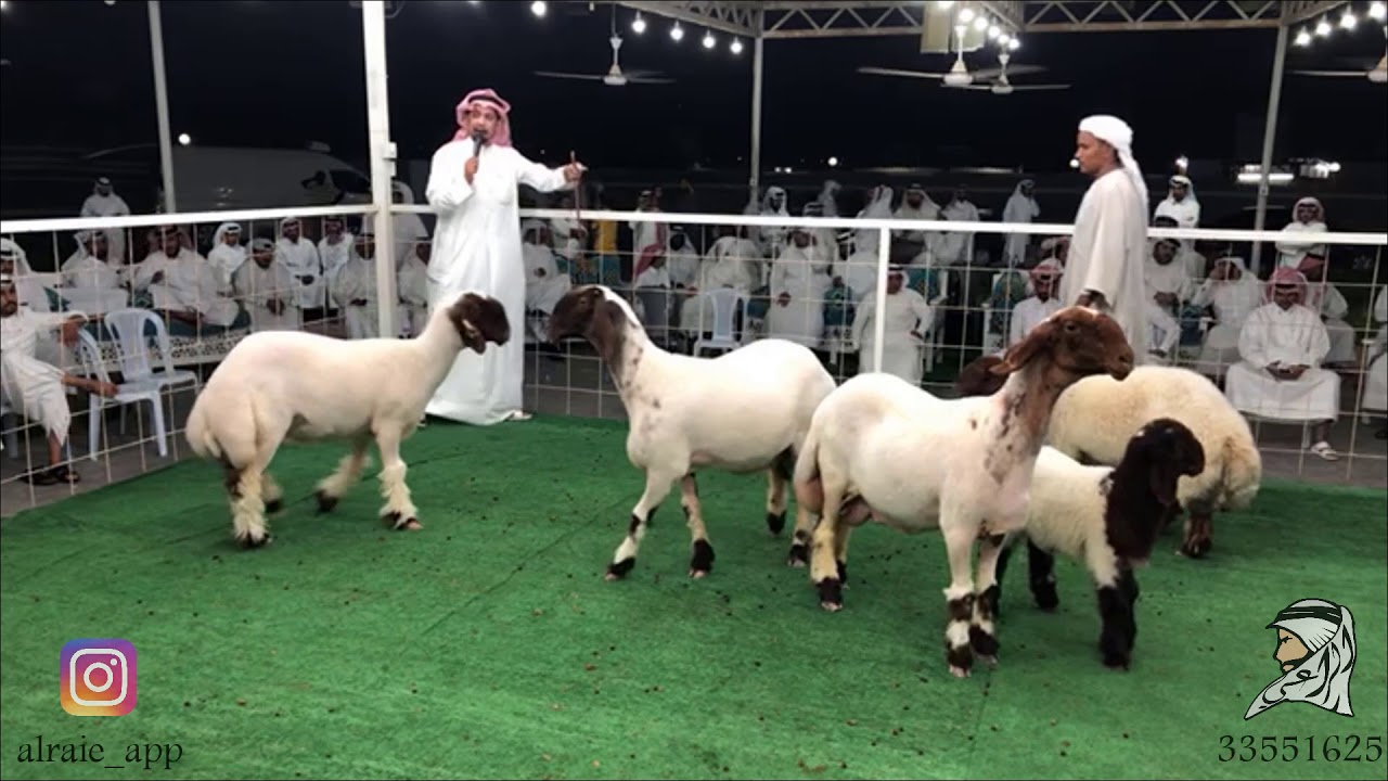 معرض هواة الصنف بث مباشر جزء1