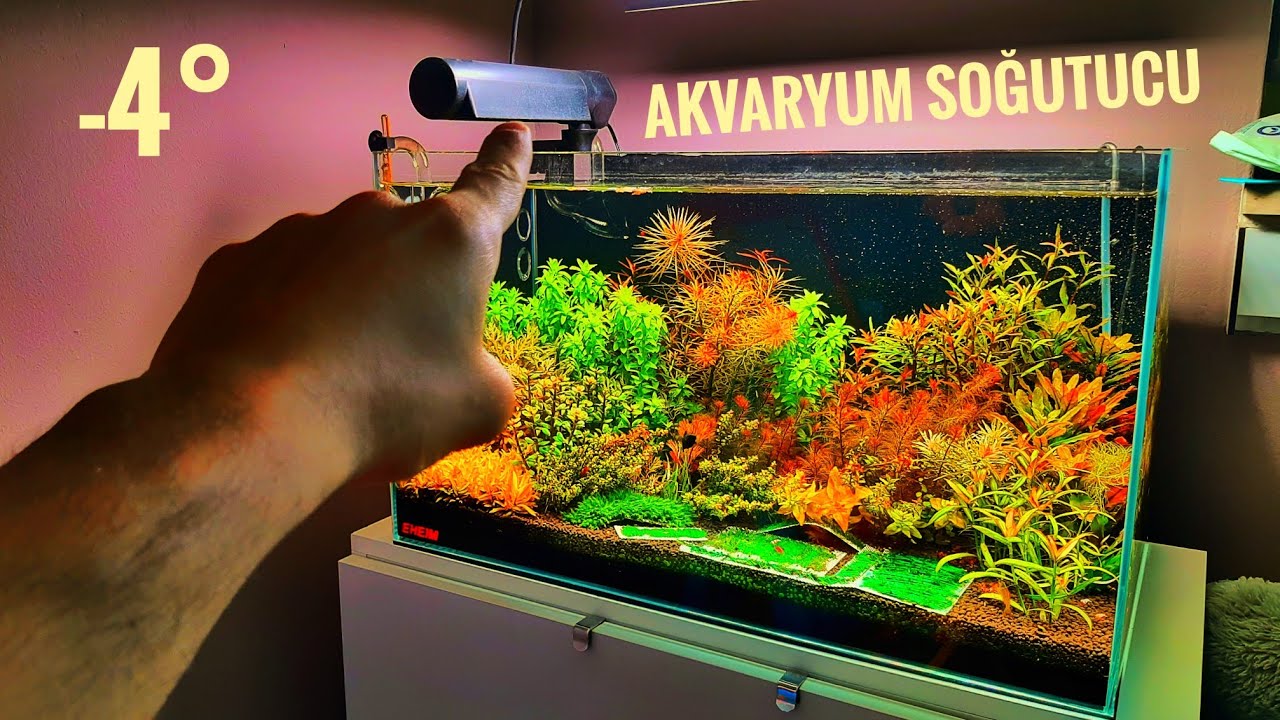 YAZ AYLARINDA AKVARYUM NASIL SOĞUTULUR? BİTKİLİ AKVARYUM #akvaryum #aquascape