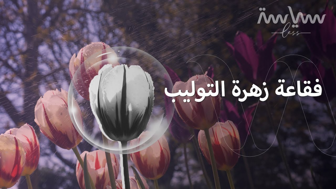 جنون زهرة التوليب.. وكيف قلبت هذه الزهرة هولندا رأسا على عقب؟