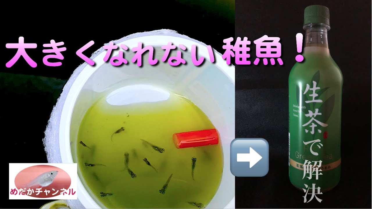 大きくならないメダカの稚魚!  グリーンウォーターとキリンの生茶で解決します。