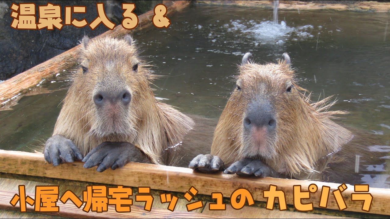 温泉に入る＆小屋へ帰宅ラッシュのカピバラ【那須どうぶつ王国】
