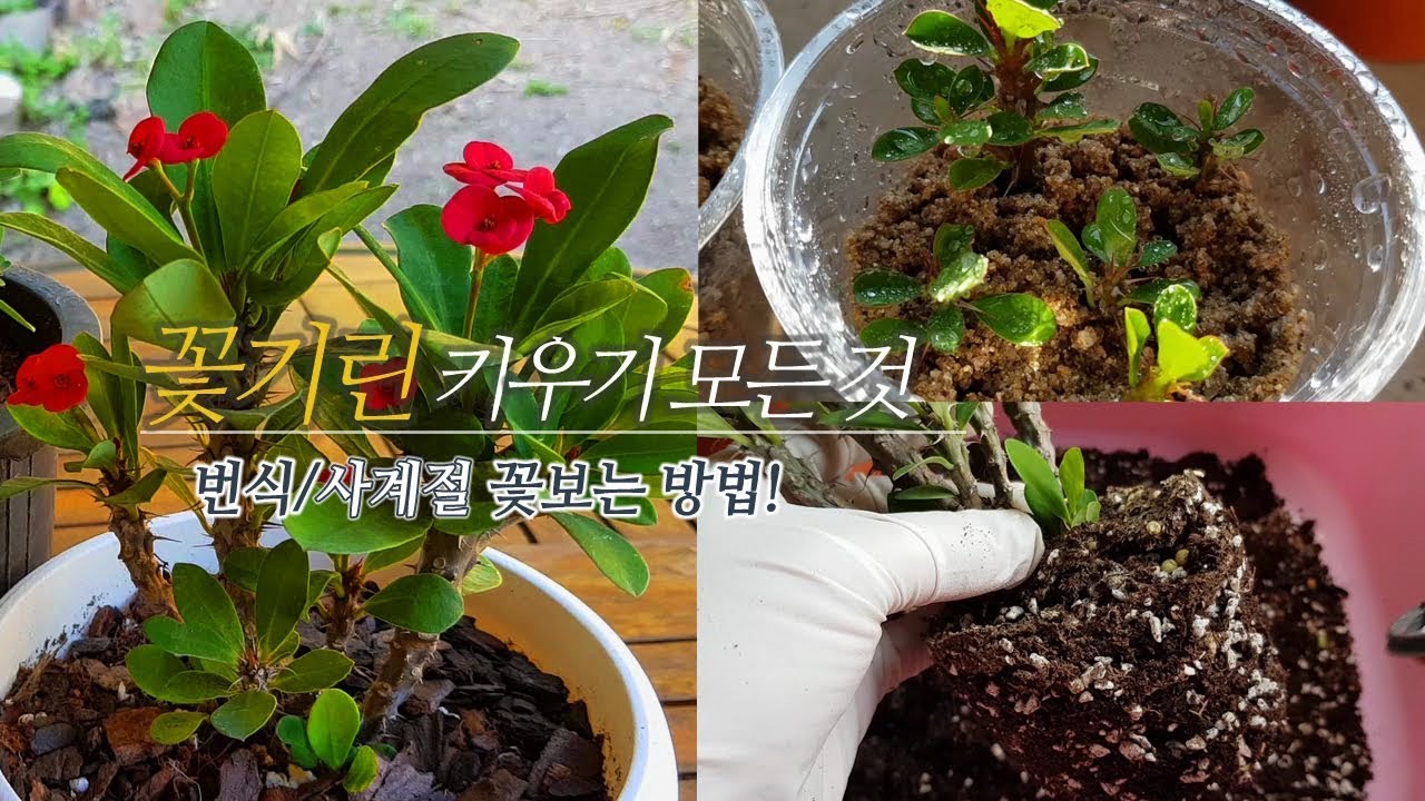 꽃기린 예쁘게 키우기의 모든것!🌷 겨울관리는 이렇게 해주세요! (사계절 꽃보는 방법)